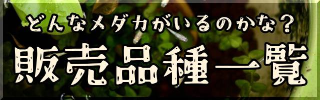 販売している品種のご紹介